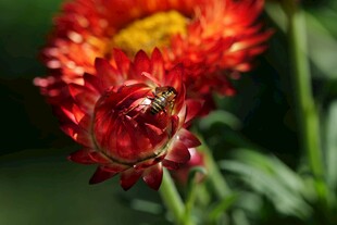 红花朵上的蜜蜂