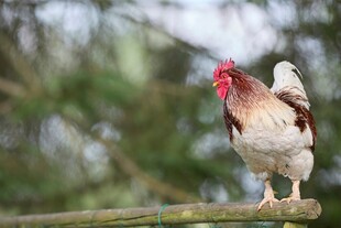 公鸡立于木杆上