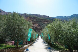 山间林荫步道景色宜人