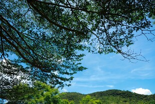林间蓝天绿意美景