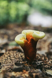奇特菌类破土而出
