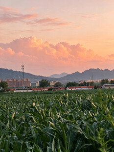 夕阳下的葱郁农田美景