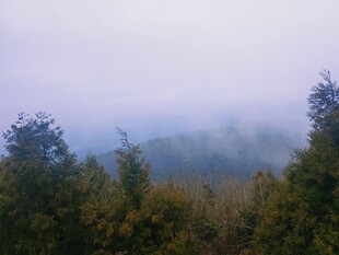 山间 迷雾 树林 植被 自然