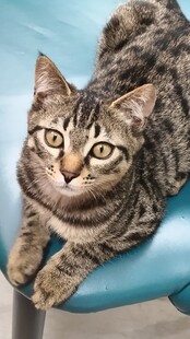 蓝椅上的斑纹猫咪