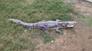 草地上的鳄鱼