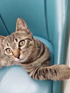 慵懒猫咪惬意躺椅姿态