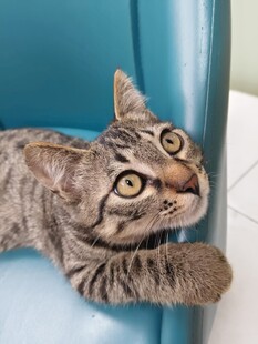 蓝椅上的好奇斑纹猫咪