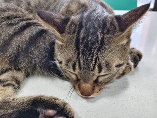 酣睡的条纹猫咪