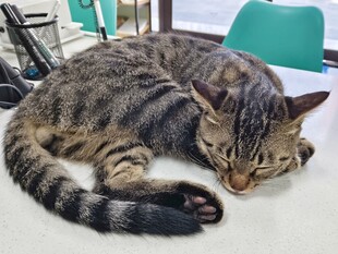 酣睡的条纹猫咪