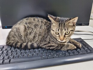 猫咪趴键盘