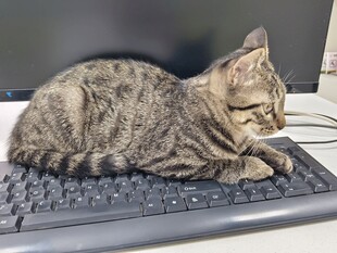 猫咪惬意趴键盘