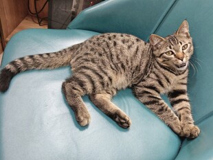 慵懒猫咪惬意躺沙发