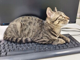 猫咪惬意趴键盘