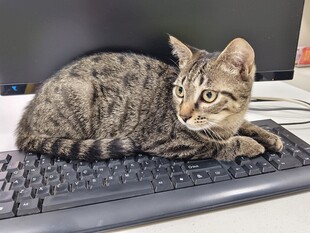 猫咪惬意趴键盘