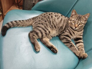 慵懒狸花猫躺沙发