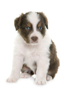 可爱澳洲牧羊犬幼犬