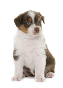 可爱三色牧羊犬