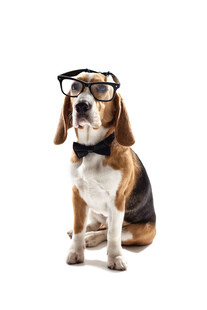 戴眼镜的比格犬