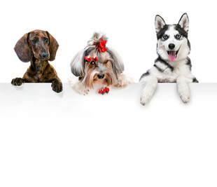 三只可爱萌犬