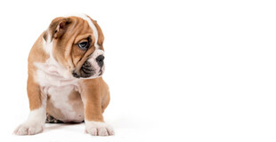 可爱斗牛犬坐立