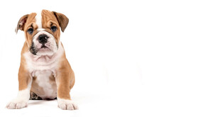 可爱斗牛犬端坐