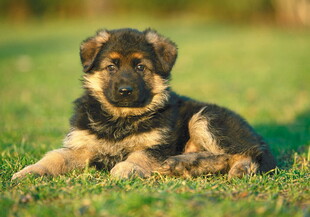 可爱德牧幼犬趴于草地