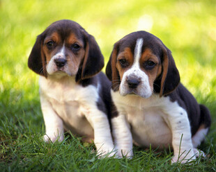 两只可爱比格幼犬