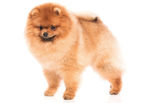 可爱博美犬站立姿态展示