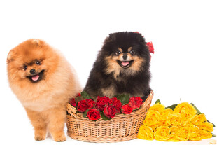 博美犬与鲜花