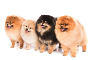 可爱博美犬列队