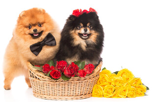 博美犬