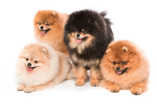 可爱博美犬群像