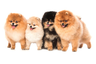 可爱博美犬排成一排