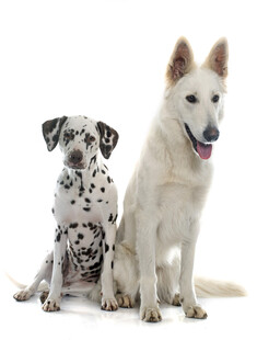 两只可爱萌犬同框