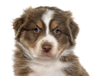 可爱澳洲牧羊犬幼犬