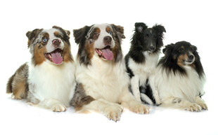 三只可爱萌犬同框