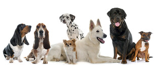 多样萌犬齐聚
