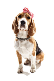 戴粉蝴蝶结的比格犬