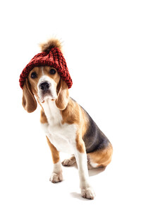 戴帽小猎犬