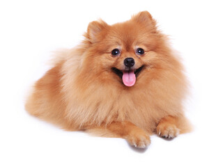 可爱博美犬趴卧卖萌
