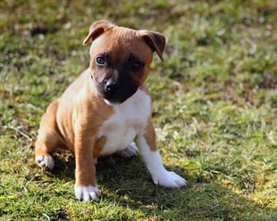可爱幼犬端坐绿草地上