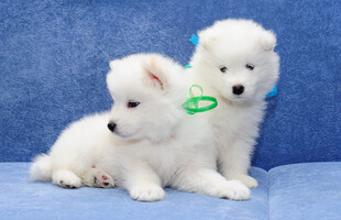 可爱萨摩耶幼犬