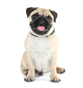 可爱巴哥犬坐立