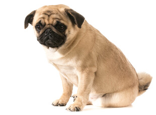坐着的可爱八哥犬