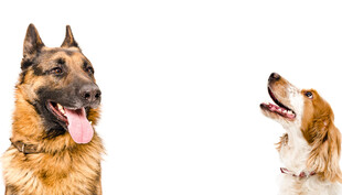 两只萌犬互动瞬间