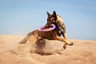 沙漠中马犬叼飞盘瞬间
