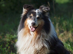 草地中的喜乐蒂牧羊犬