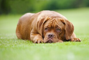 趴着的可爱幼犬
