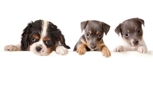 三只萌犬趴卧可爱模样