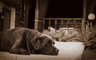 趴着休息的可爱宠物犬